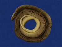 藏品(紅竹蛇)的圖片